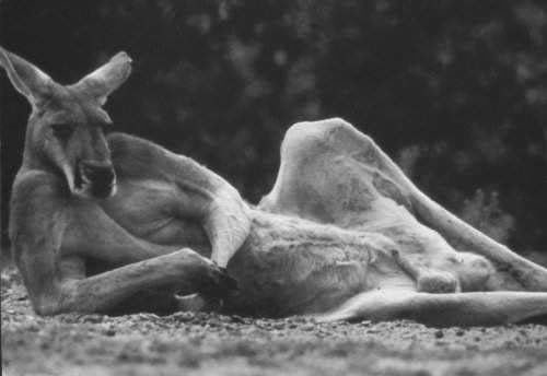 Kangaroo, chilling
